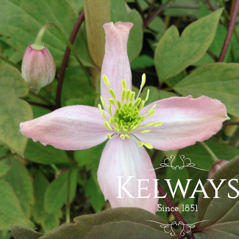 Clematis 'Fragrant Spring' (M)