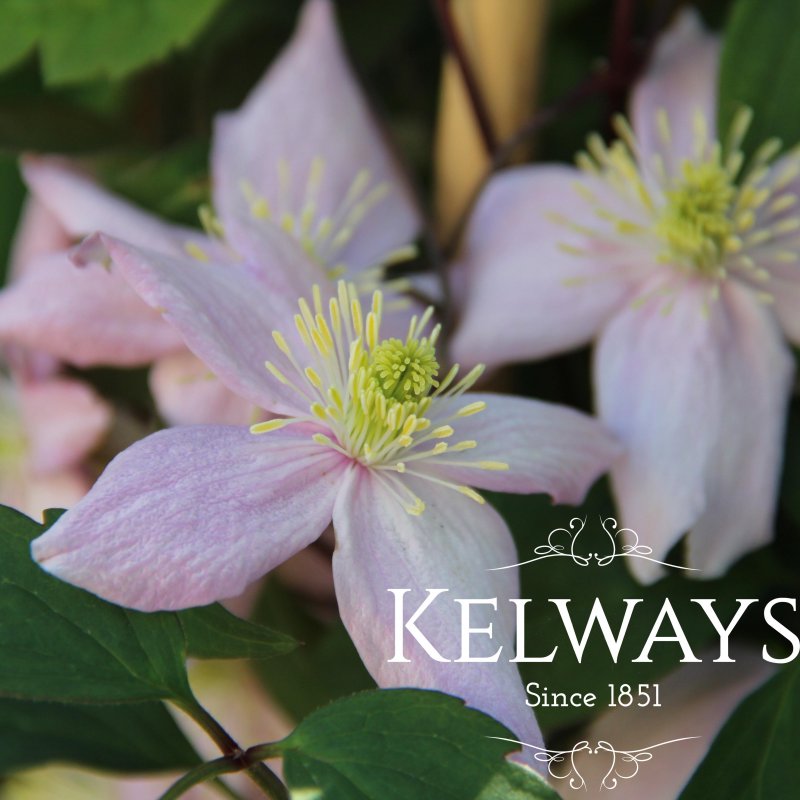 Clematis montana var. rubens 'Pink Perfection' (M)