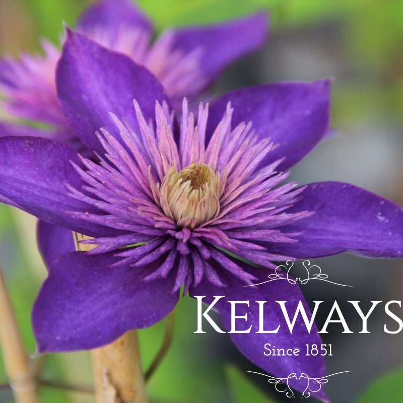Clematis 'Multi Blue' (EL)
