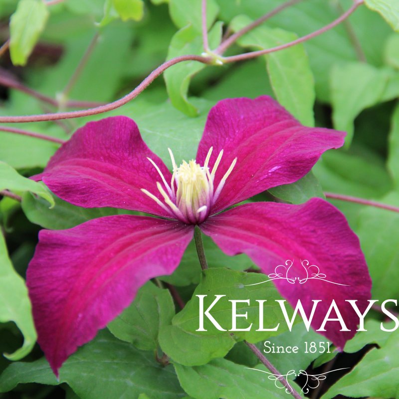 Clematis 'Niobe' (EL)