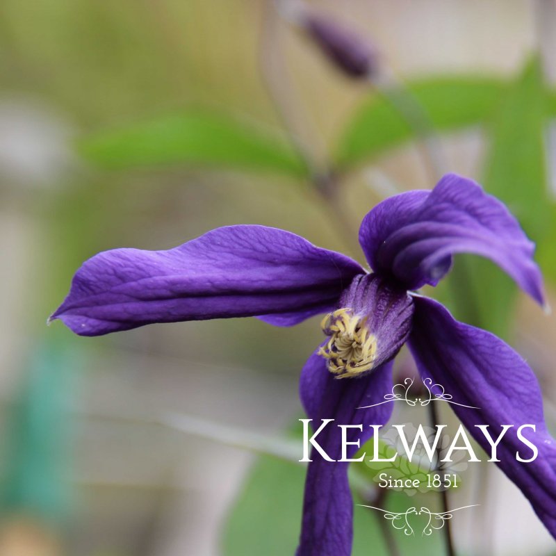 Clematis 'Petit Faucon'