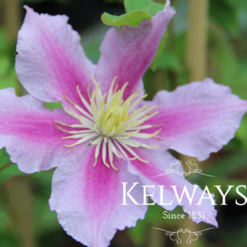 Clematis 'Piilu' (EL)