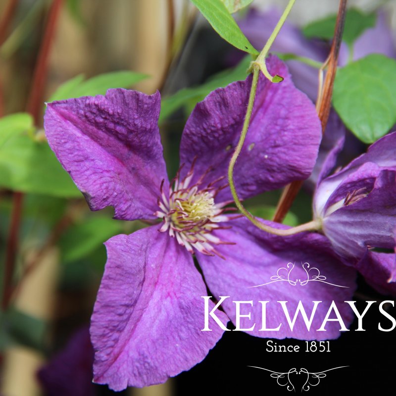 Clematis 'Polish Spirit' (LL)