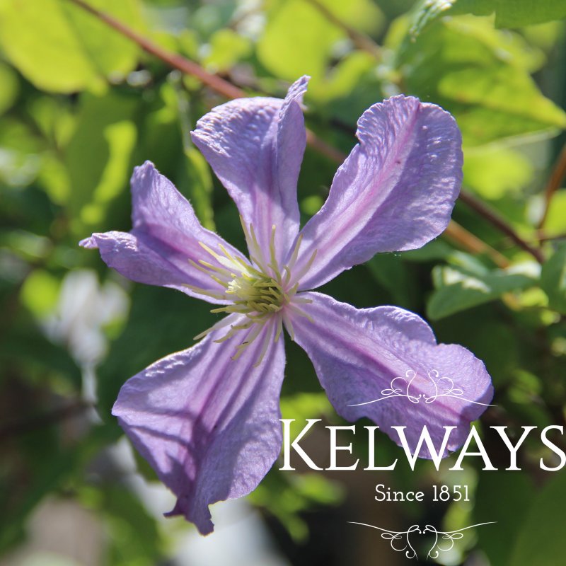 Clematis 'Prince Charles'