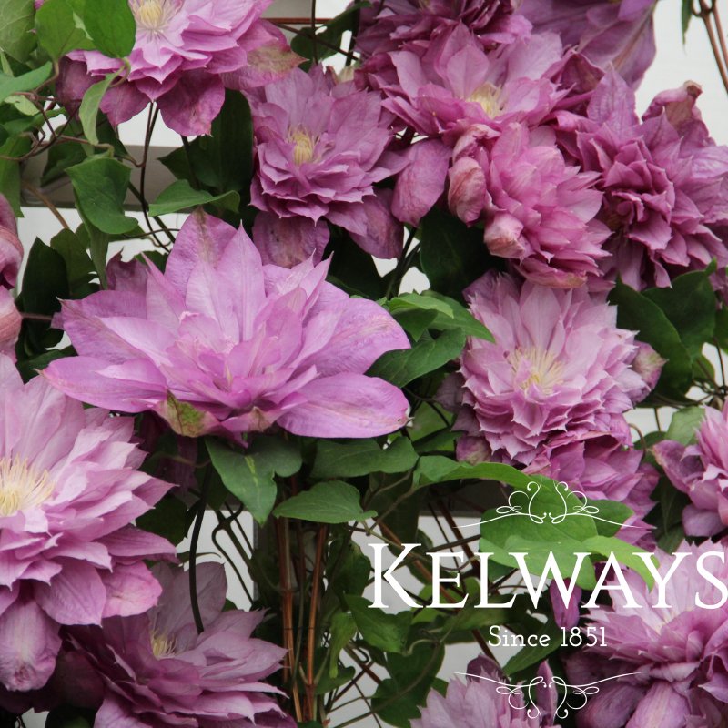 Clematis 'Proteus' (EL)