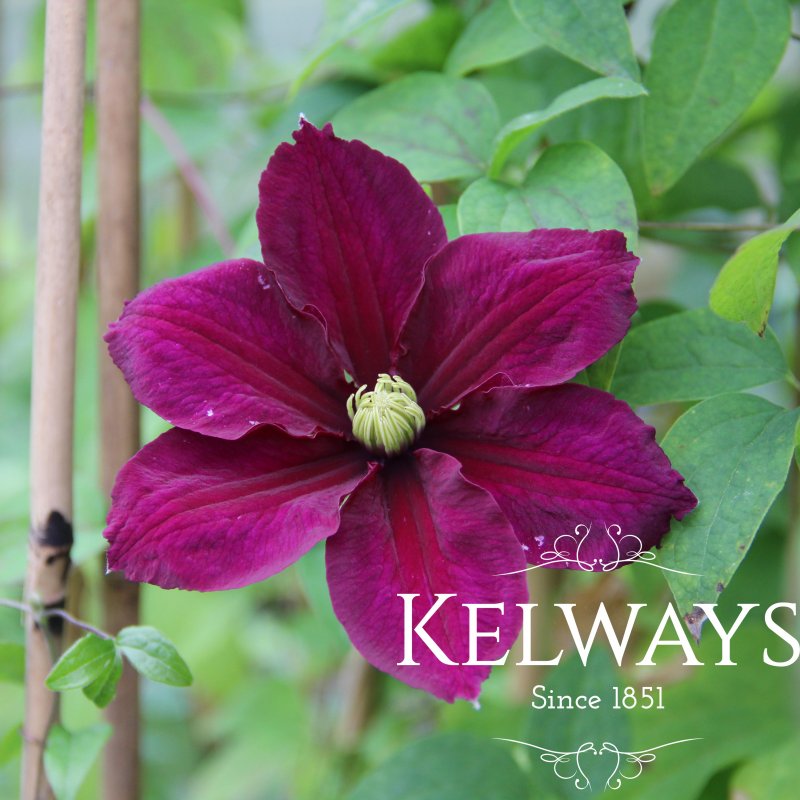 Clematis ROSEMOOR ('Evipo002' PBR) (EL)