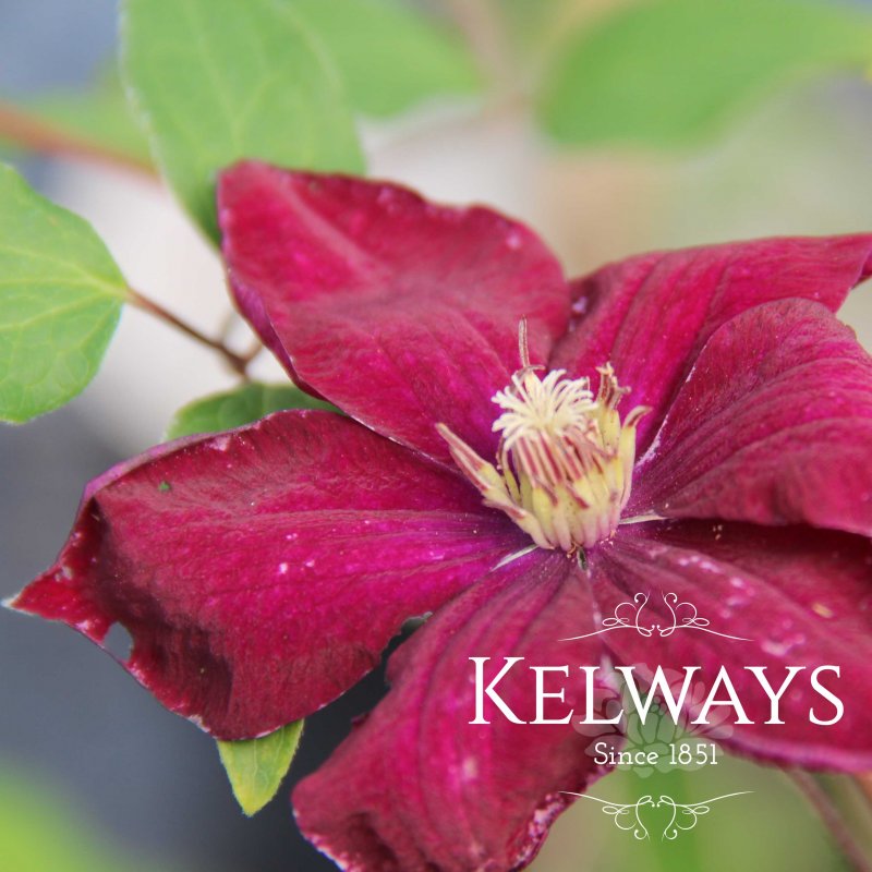 Clematis Rouge Cardinal