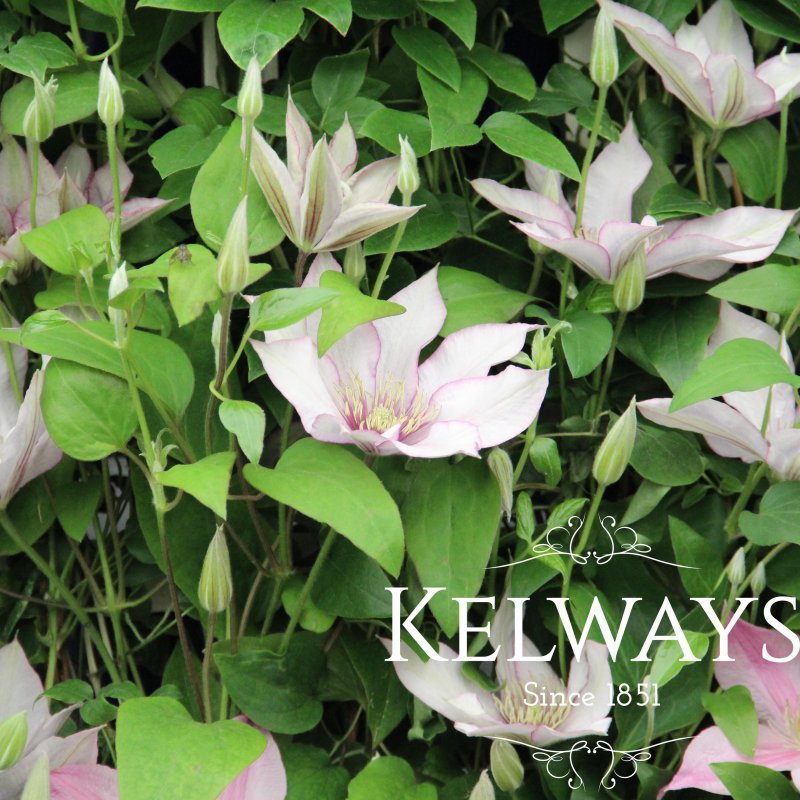 Clematis SAMARITAN JO ('Evipo075') (Boulevard Series)