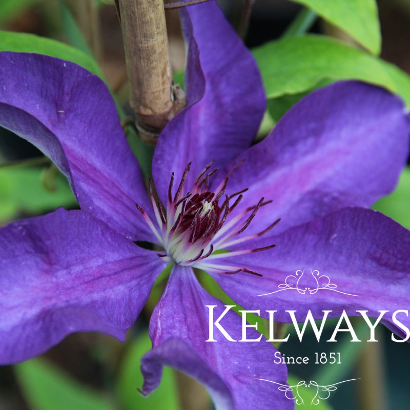 Clematis 'The President' (EL)