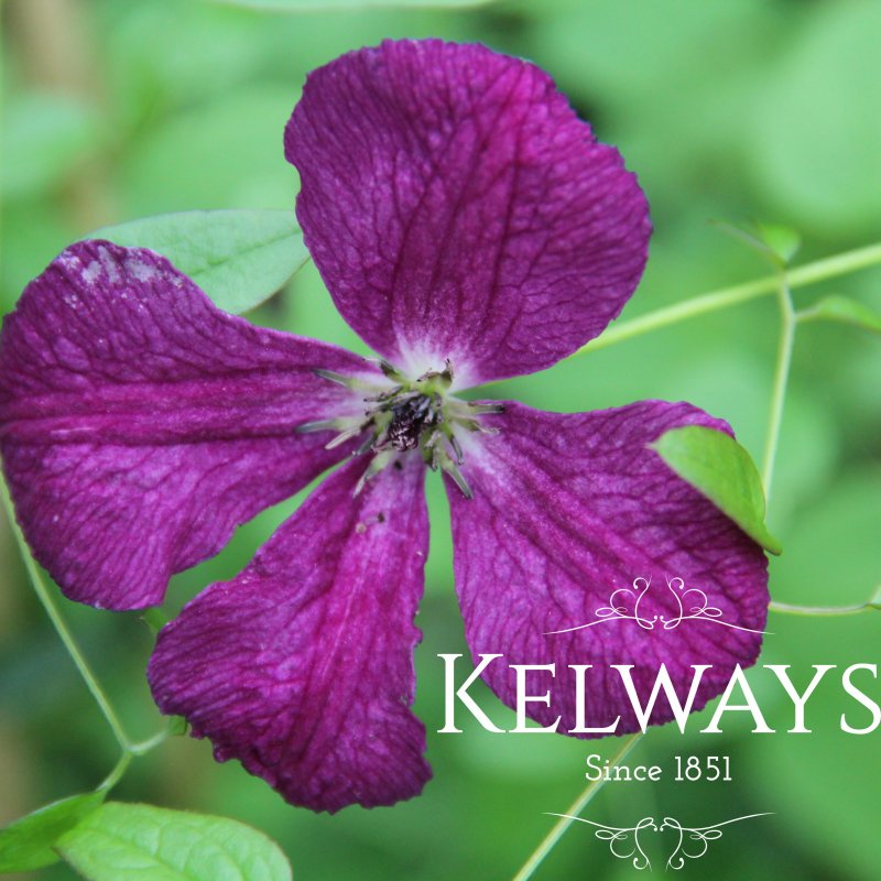 Clematis 'Royal Velours' (Vt)