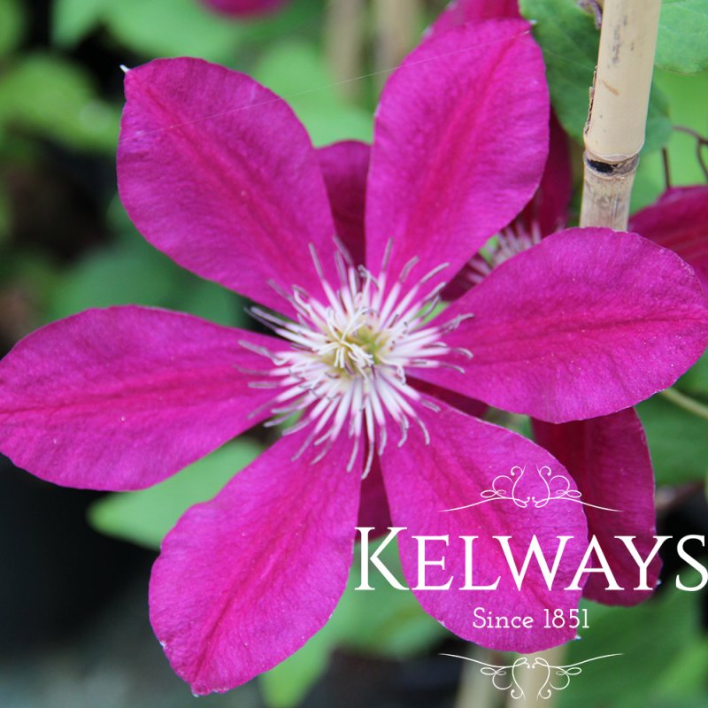 Clematis 'Westerplatte' (EL)