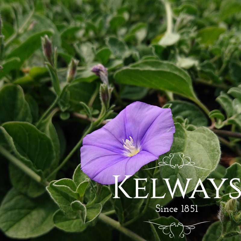 Convolvulus sabatius