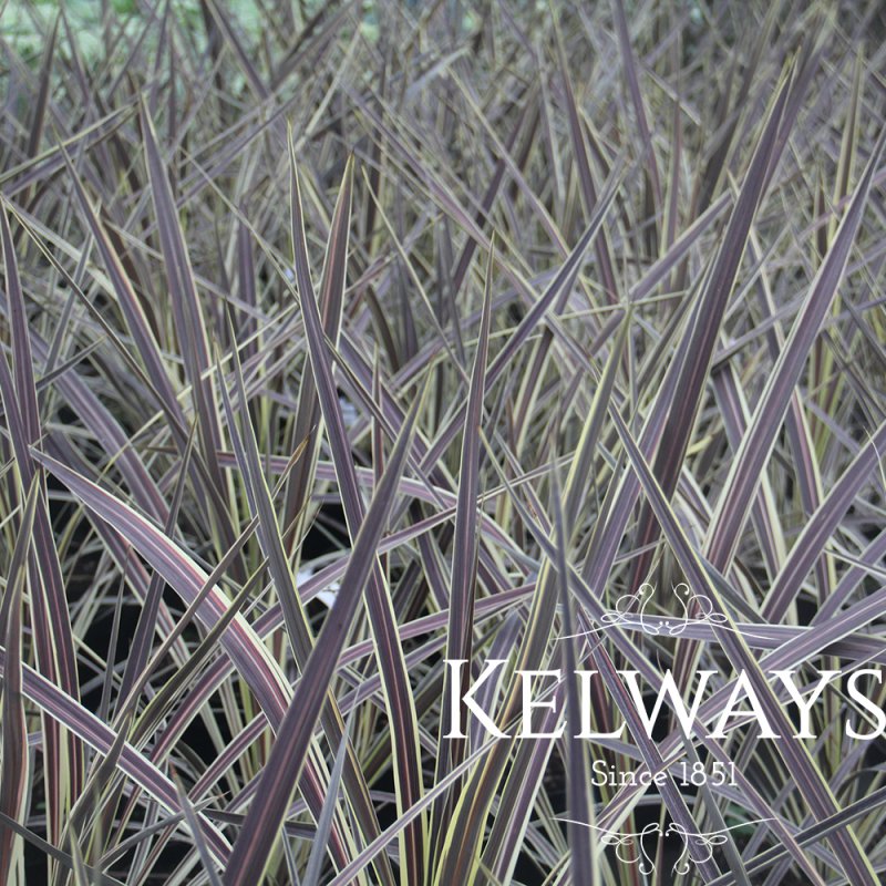 Cordyline banksii 'Electric Flash'