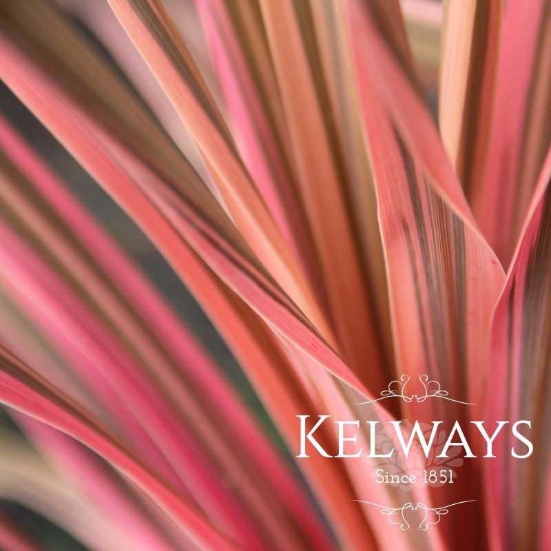 Cordyline 'Southern Splendour'