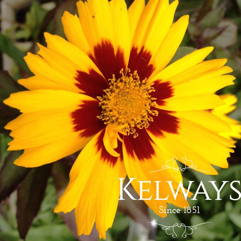 Coreopsis 'Corey Yellow'