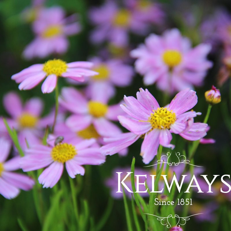 Coreopsis rosea 'American Dream'