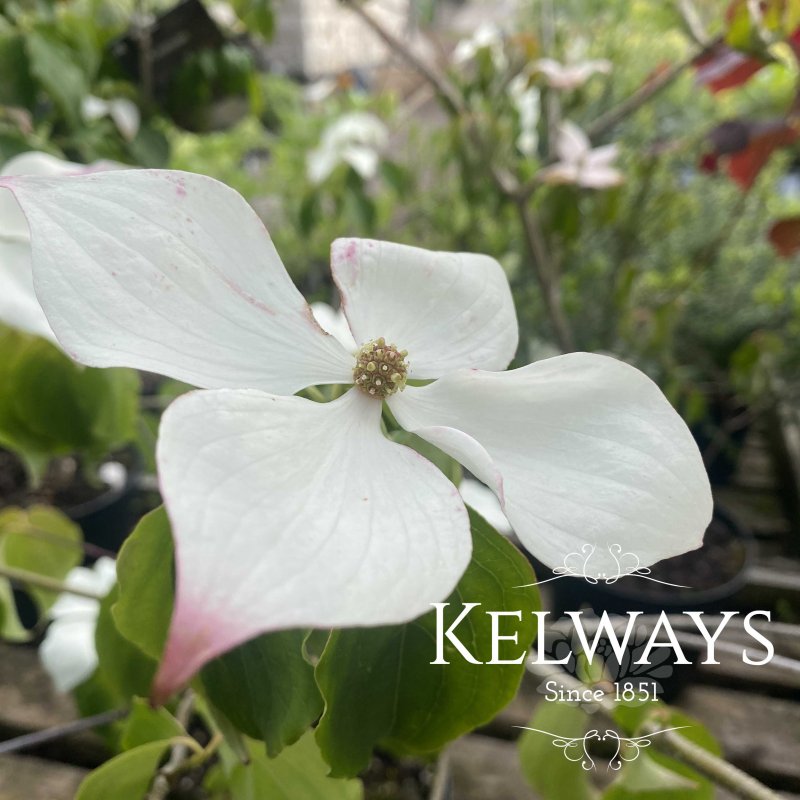 Cornus kousa 'Kreuzdame'