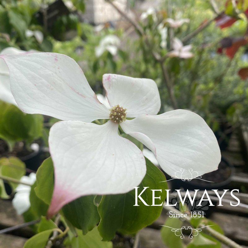 Cornus Kreuzdame