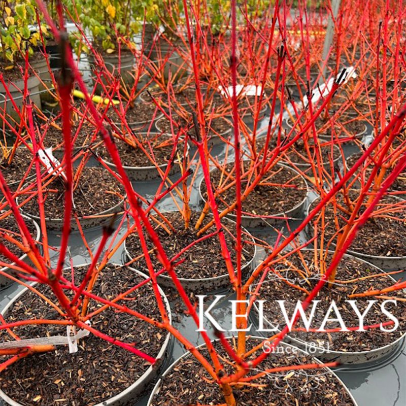 Cornus sanguinea 'Midwinter Fire'