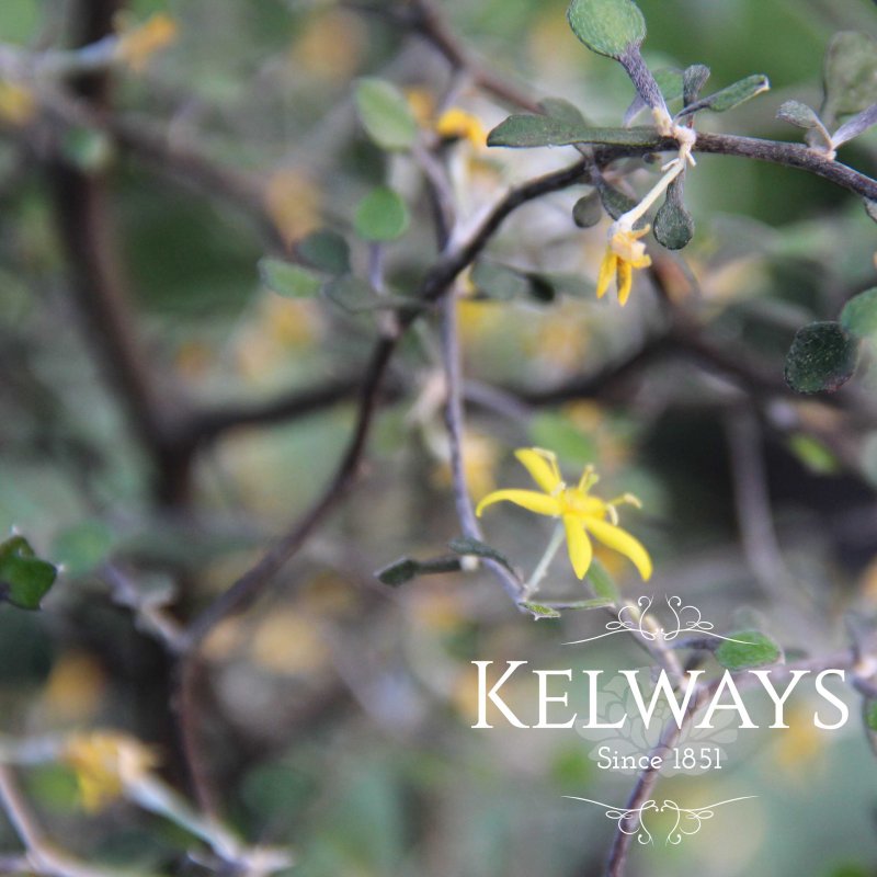 Corokia cotoneaster