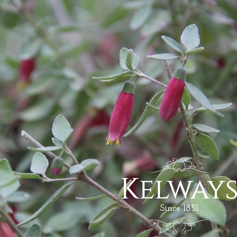 Correa 'Dusky Bells'