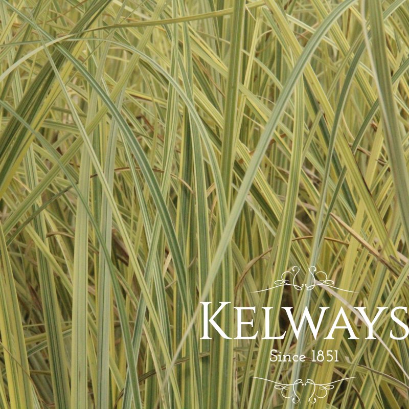 Cortaderia selloana 'Splendid Star' PBR (v)