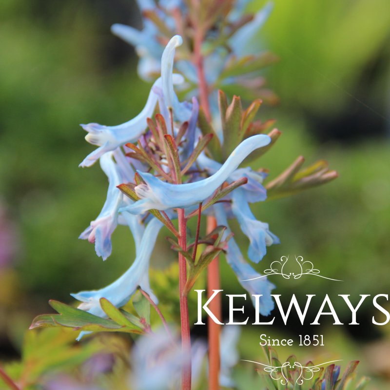 Corydalis flexuosa 'China Blue'