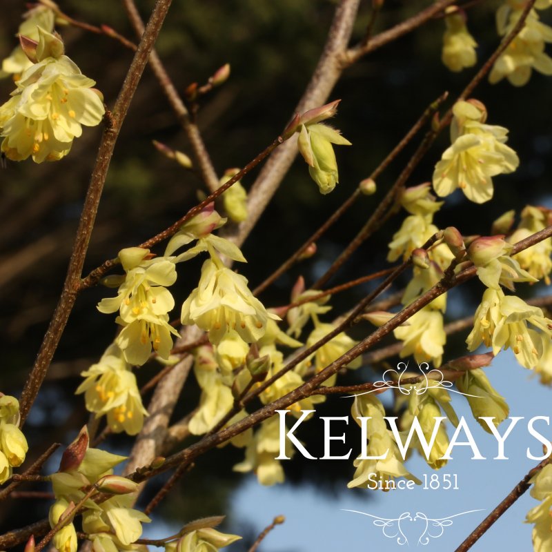 Corylopsis pauciflora