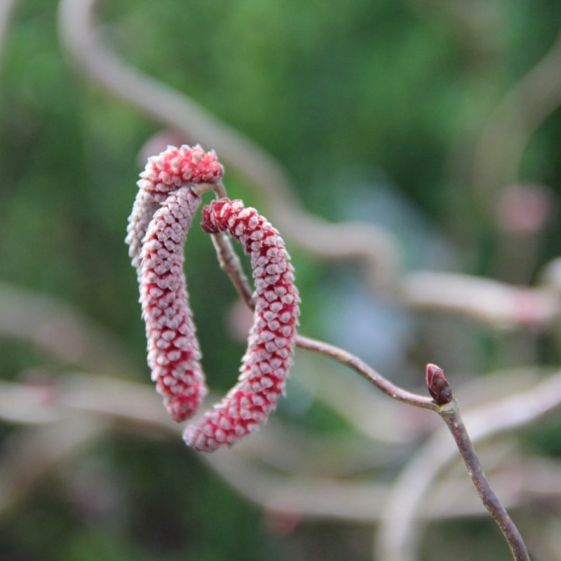 Corylus Red Majestic