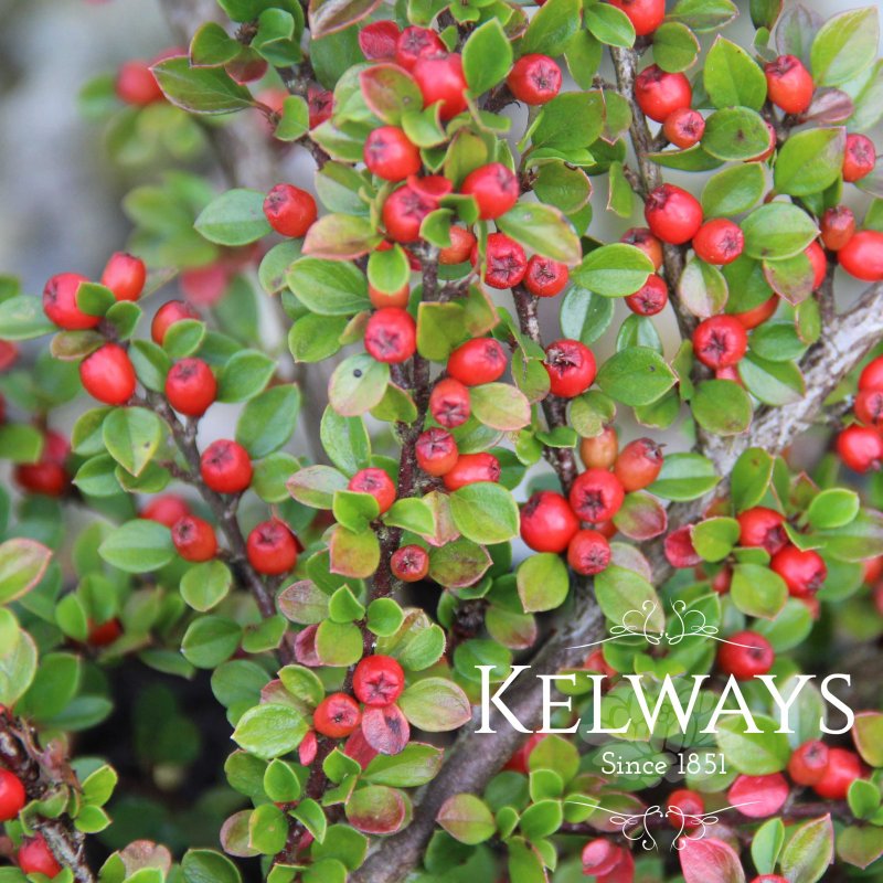 Cotoneaster horizontalis