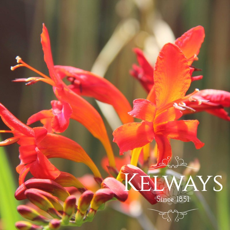 Crocosmia 'Lucifer'