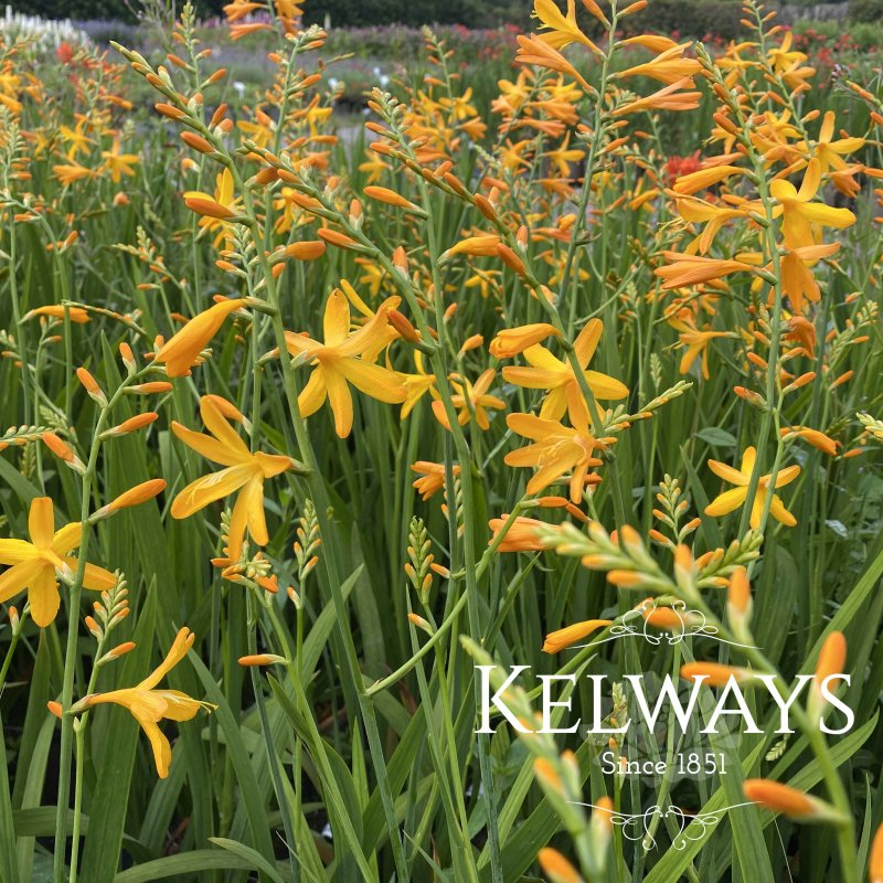 Crocosmia George Davison