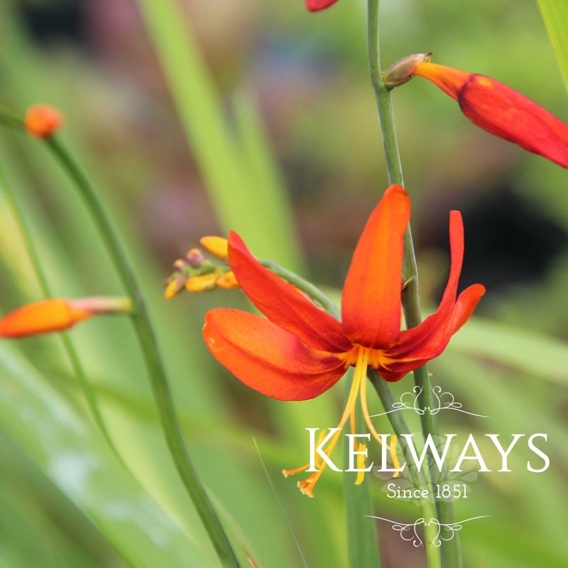 Crocosmia Babylon