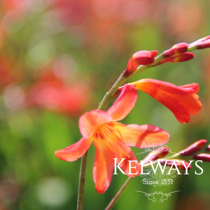 Crocosmia Carmin Brilliant