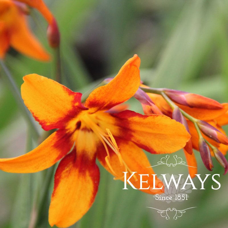 Crocosmia Emily McKenzie