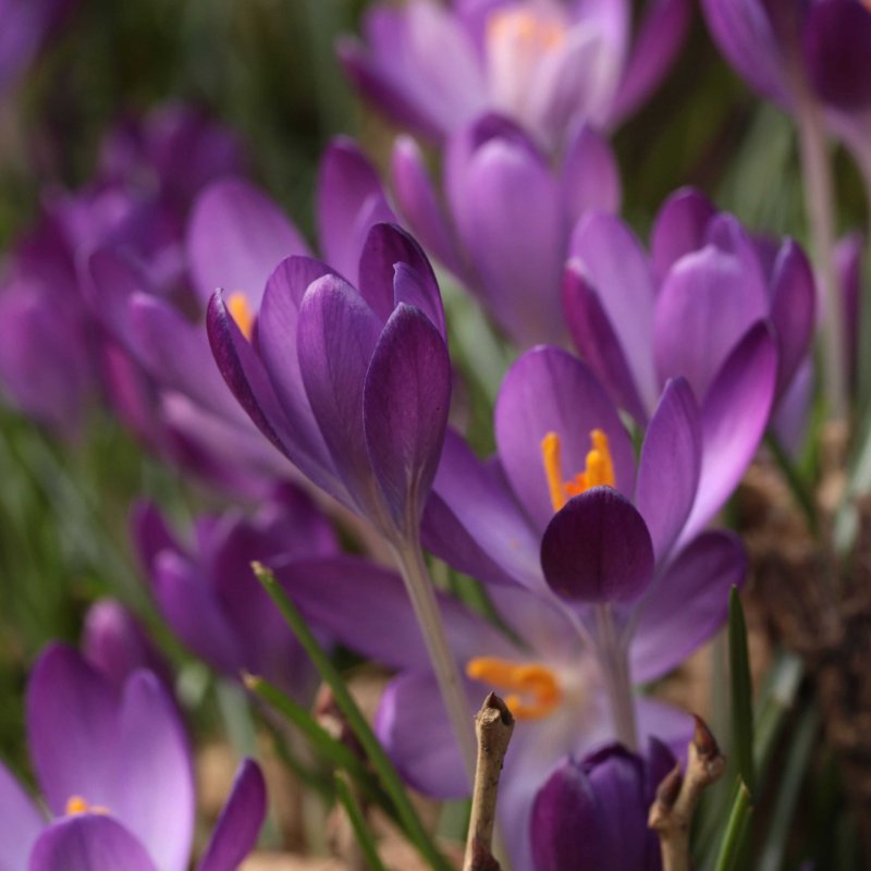 Crocus 'Ruby Giant'