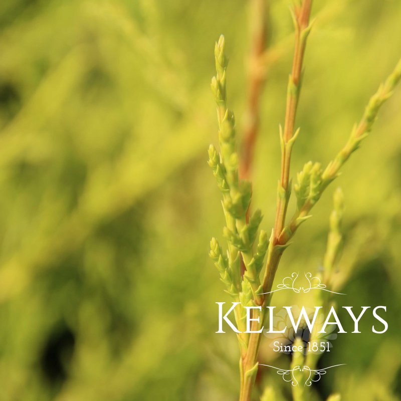 Cuprocyparis Castlewellan