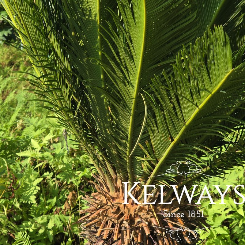 Cycas revoluta