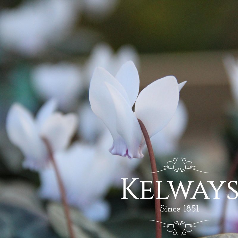 Cyclamen hederifolium var. hederifolium f. albiflorum