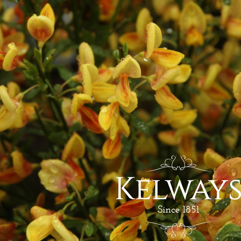 Cytisus x boskoopii 'Apricot Gem'