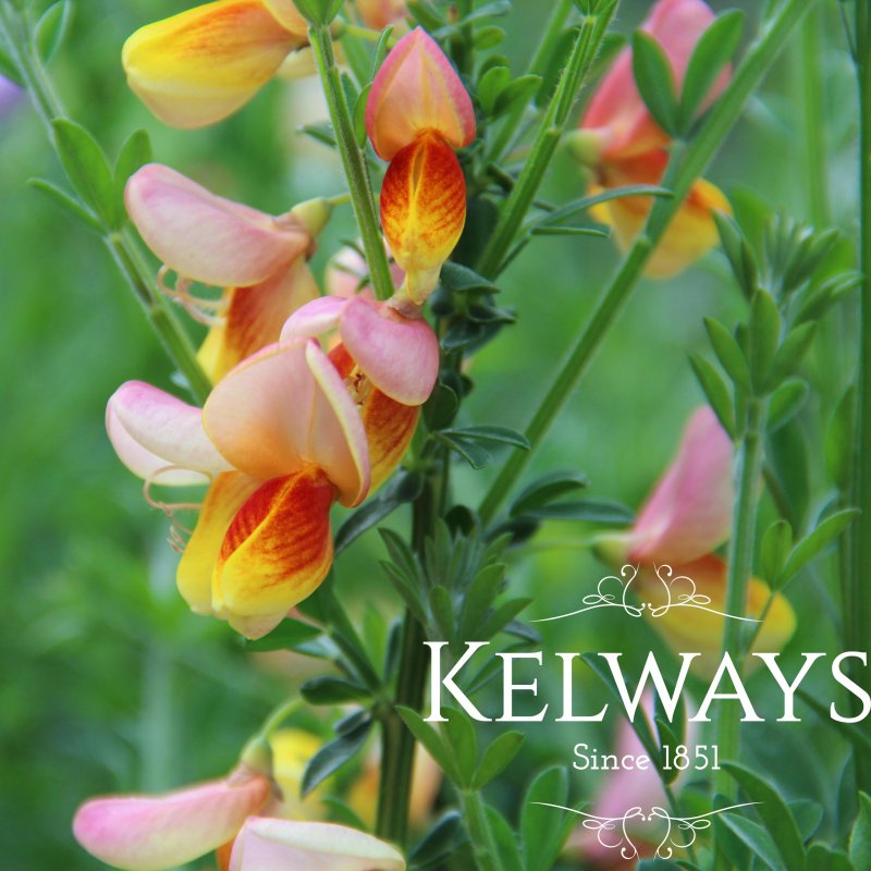 Cytisus x boskoopii 'La Coquette'