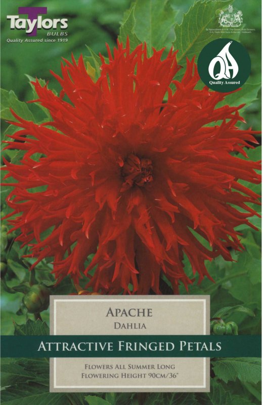 Taylors Bulbs Dahlia Apache (1 tuber)