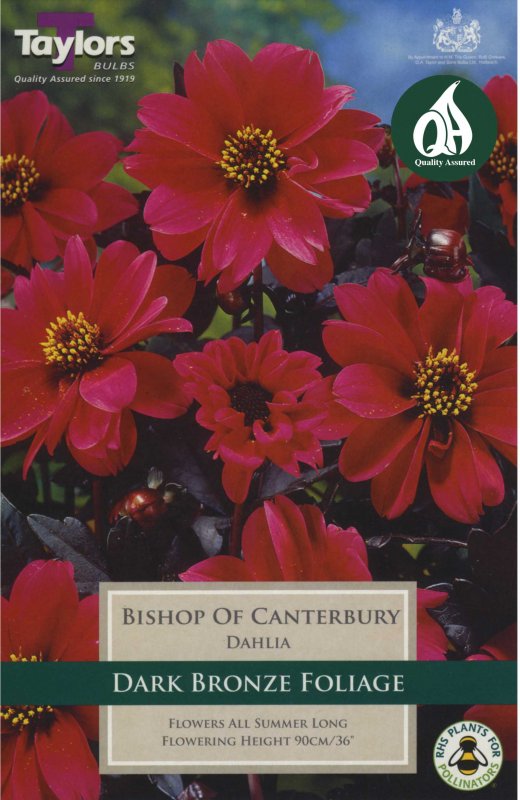 Taylors Bulbs Dahlia Bishop of Canterbury (1 tuber)