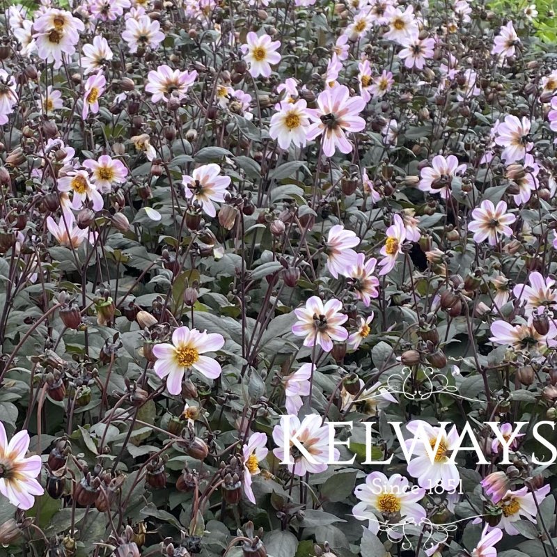 Taylors Bulbs Dahlia 'Bishop of Dover'