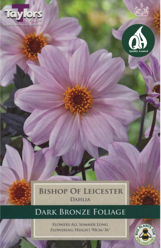 Taylors Bulbs Dahlia Bishop of Leicester (1 tuber)