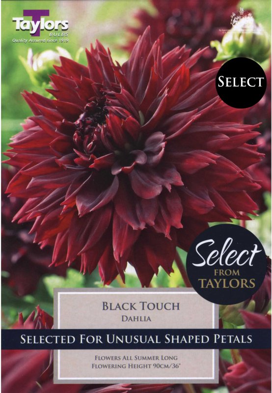 Taylors Bulbs Dahlia Black Touch (2 tubers)