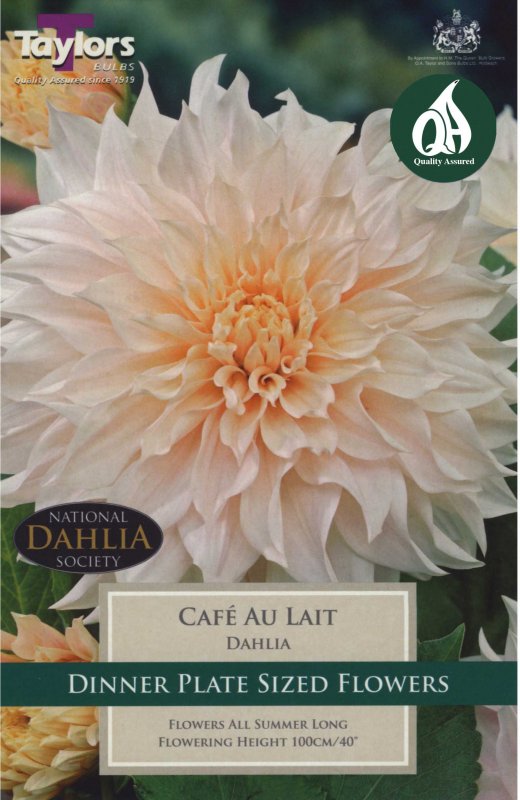 Taylors Bulbs Dahlia Cafe au Lait (1 tuber)