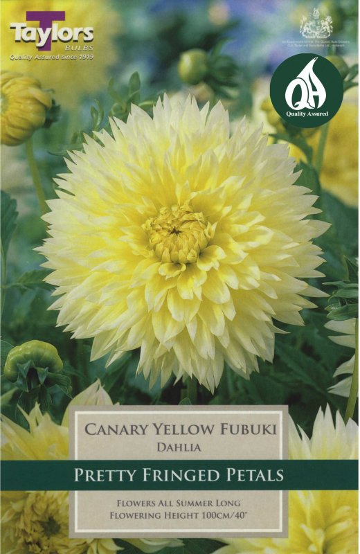 Taylors Bulbs Dahlia Canary Fubuki (1 tuber)