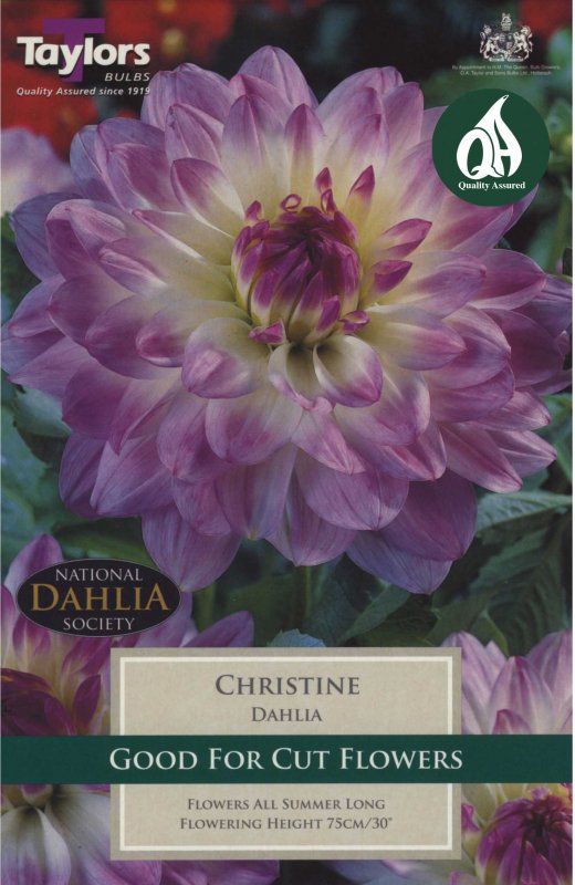 Taylors Bulbs Dahlia Christine (1 tuber)