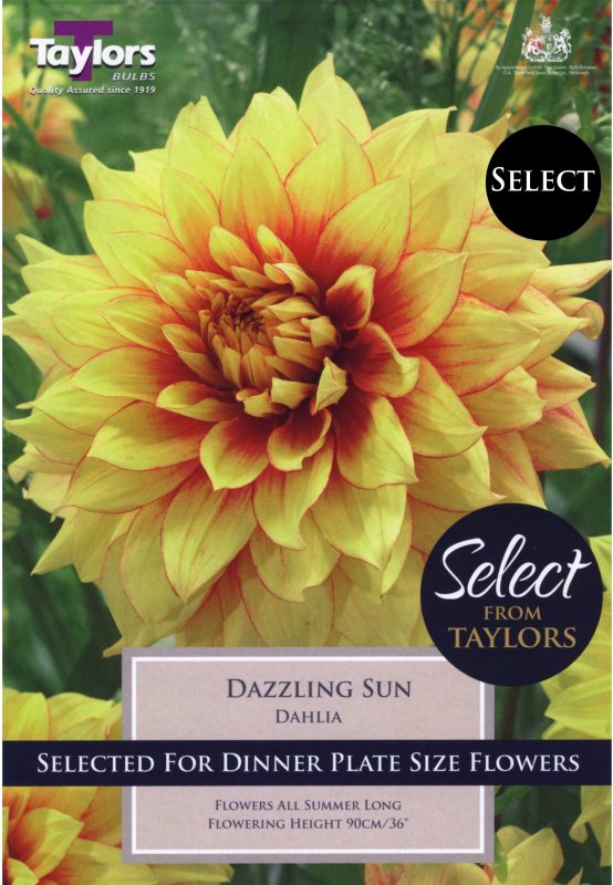 Taylors Bulbs Dahlia Dazzling Sun (2 tubers)